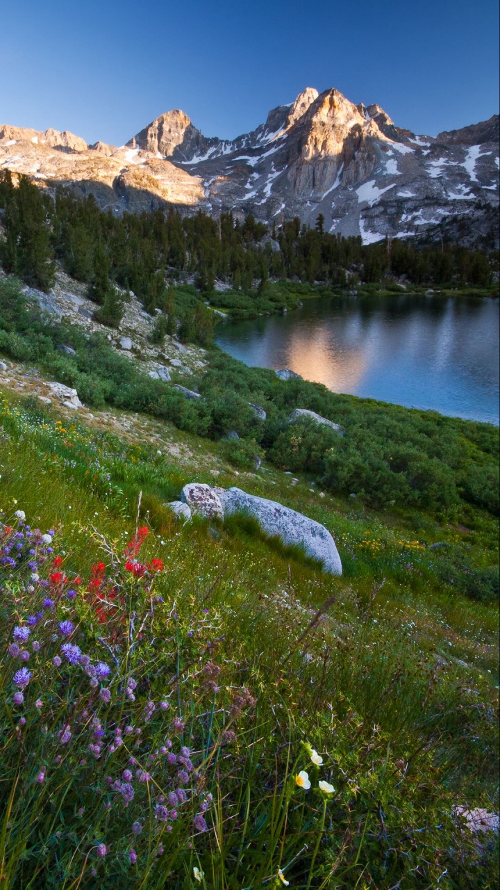 Обои природа, планшет, цветок, растение, гора в разрешении 720x1280