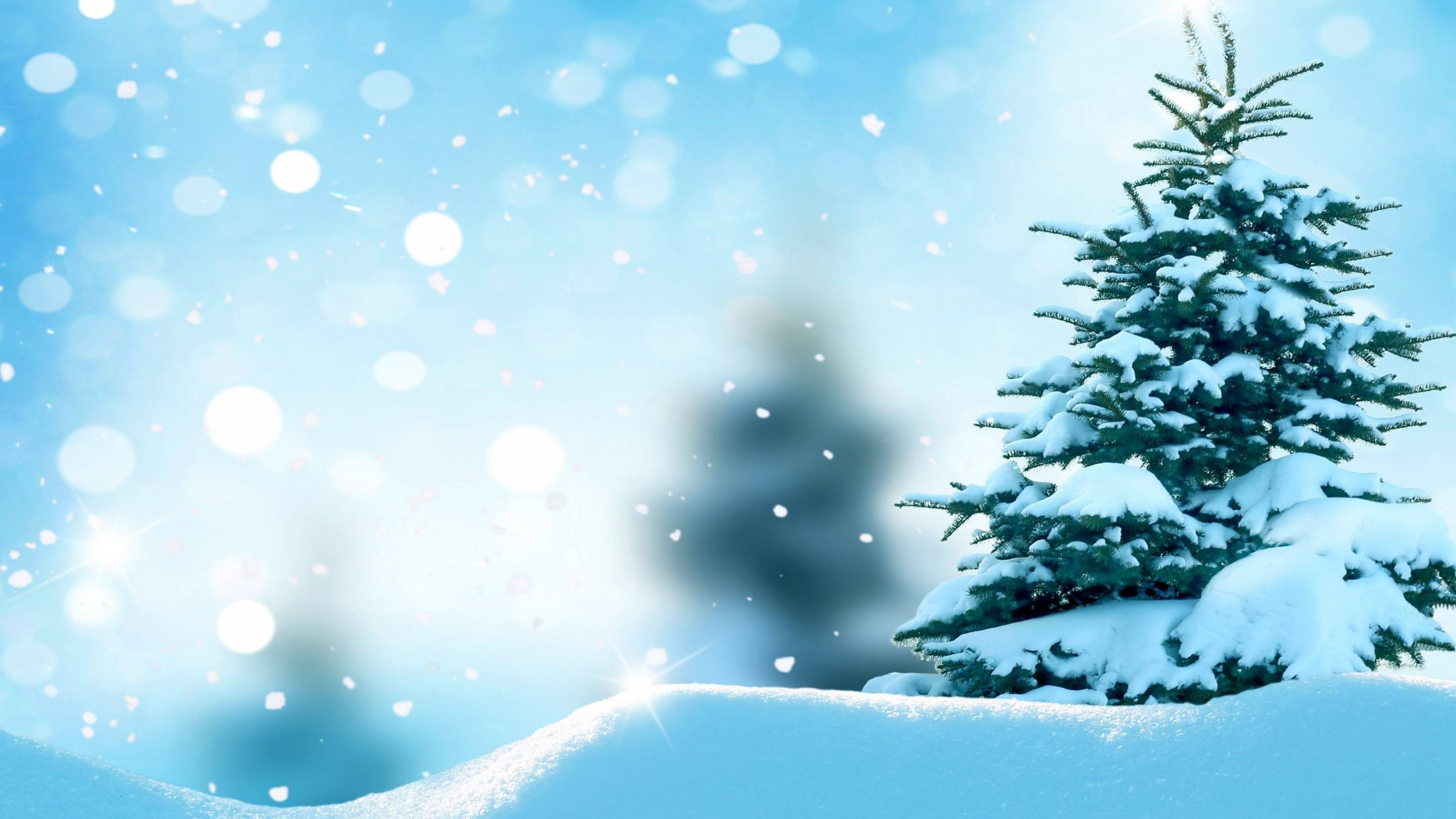 Обои елка, снег, зима, дерево, синий в разрешении 2560x1440