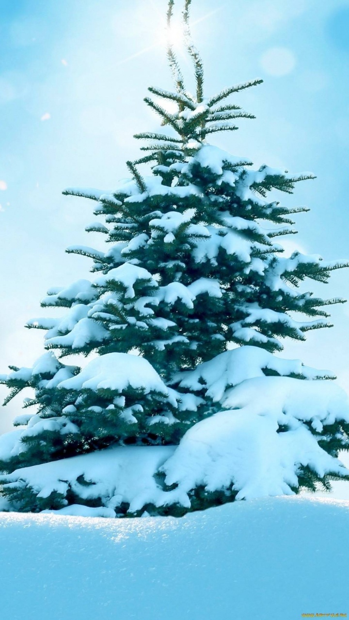 Обои елка, снег, зима, дерево, синий в разрешении 720x1280