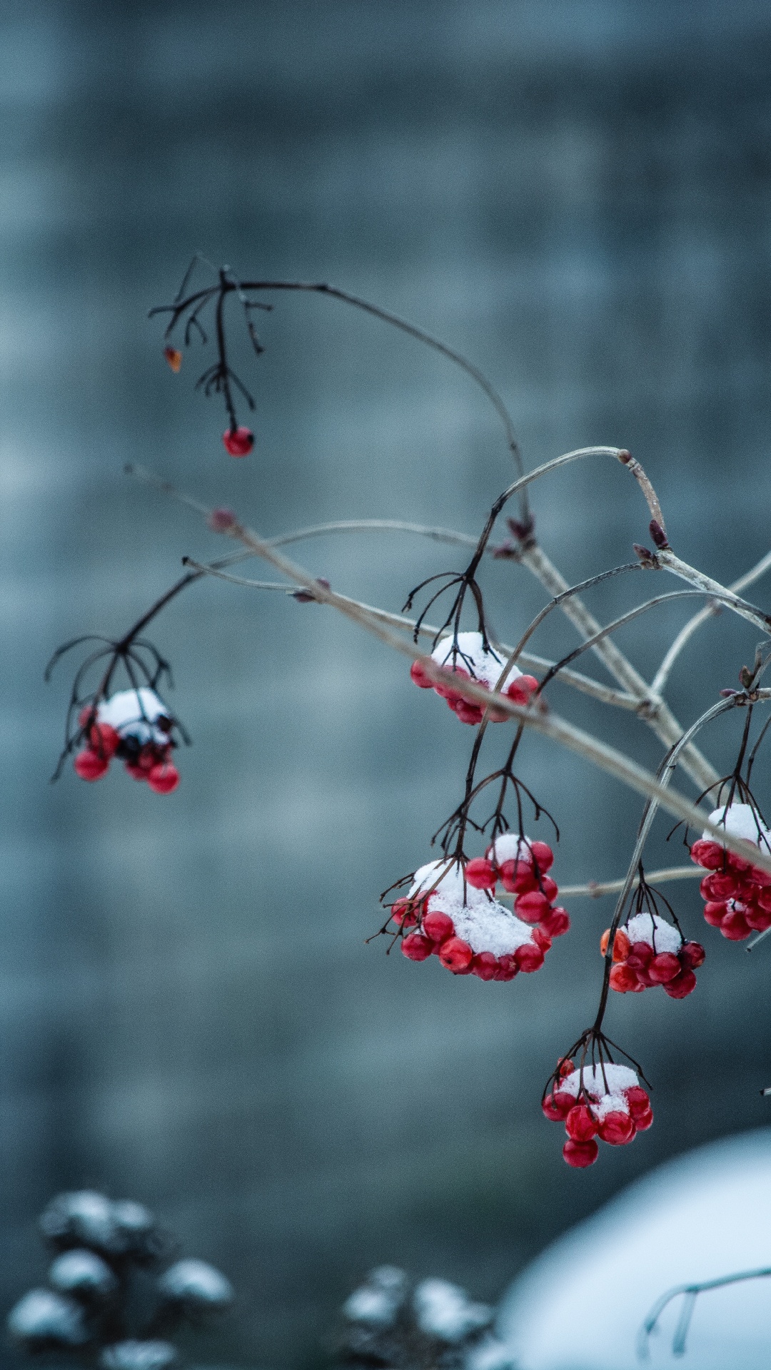 Обои красный цвет, зима, дерево, ветвь, замораживание в разрешении 1080x1920