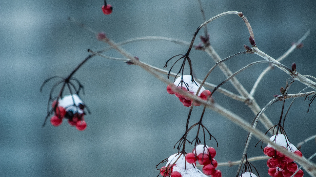 Обои красный цвет, зима, дерево, ветвь, замораживание в разрешении 1280x720