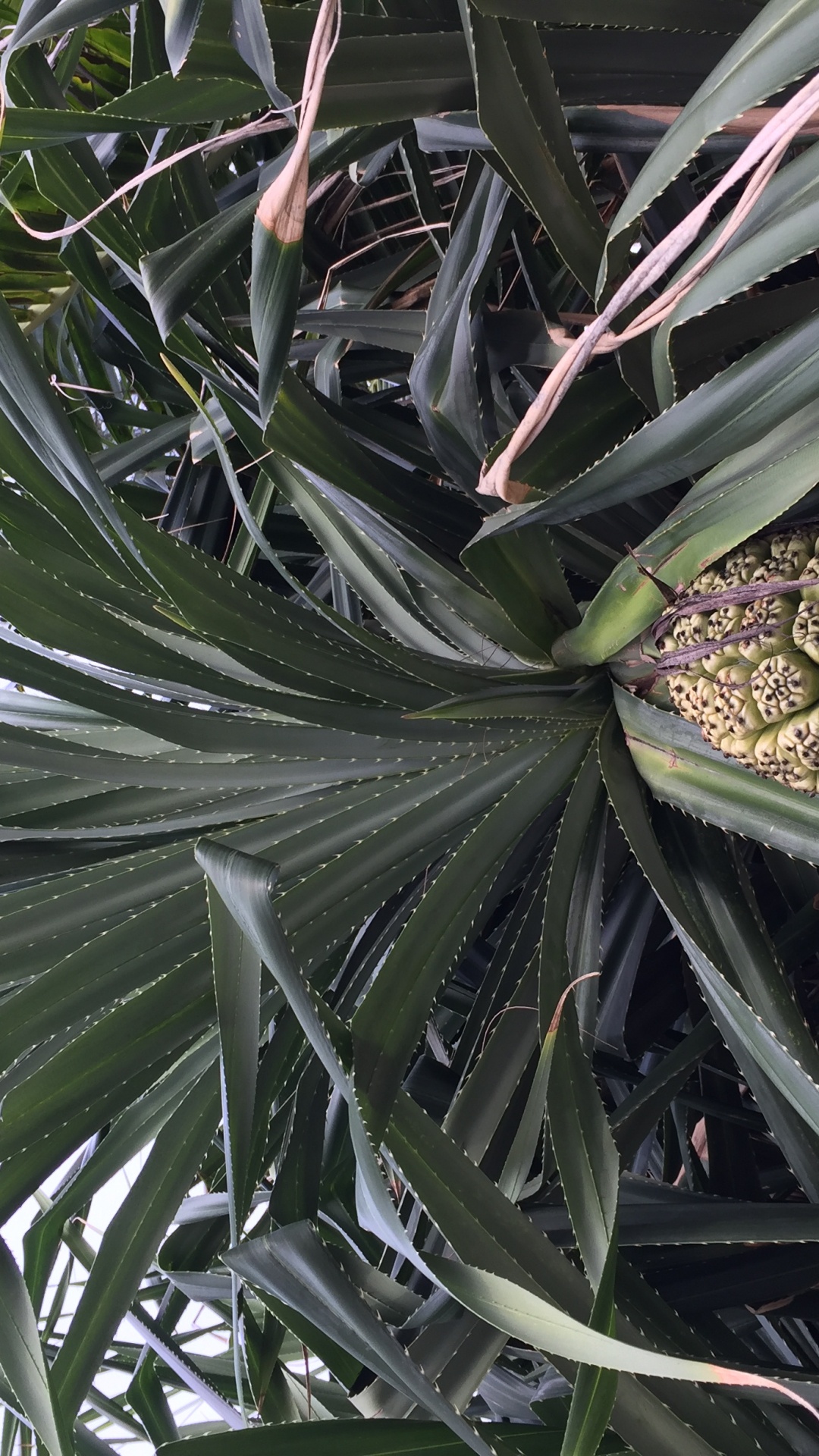 Обои лист, стебель растения, наука, биология, дневное время в разрешении 1080x1920