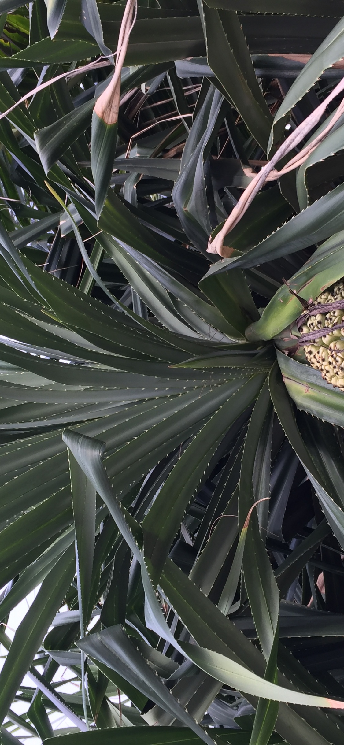 Обои лист, стебель растения, наука, биология, дневное время в разрешении 1125x2436