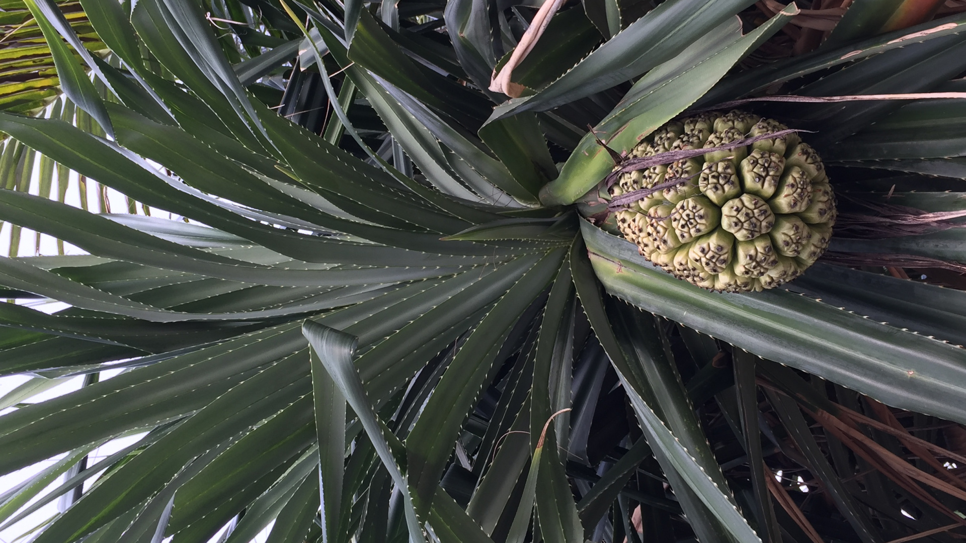 Обои лист, стебель растения, наука, биология, дневное время в разрешении 1920x1080