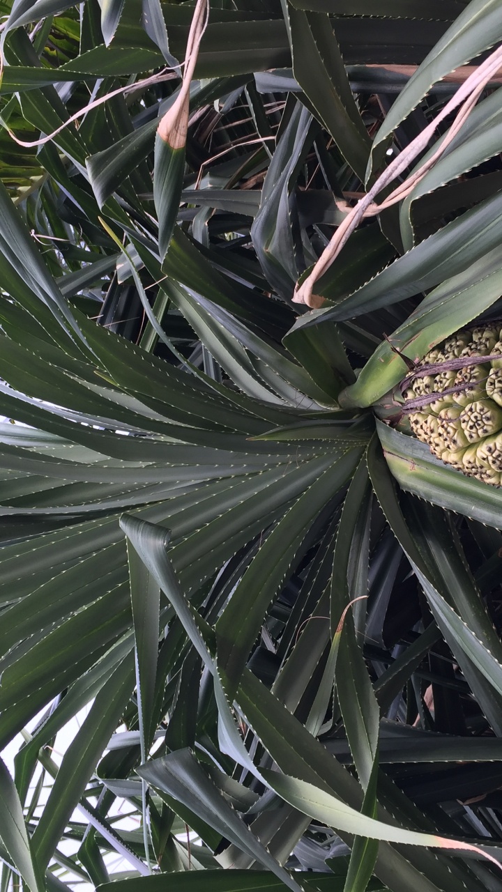 Обои лист, стебель растения, наука, биология, дневное время в разрешении 720x1280