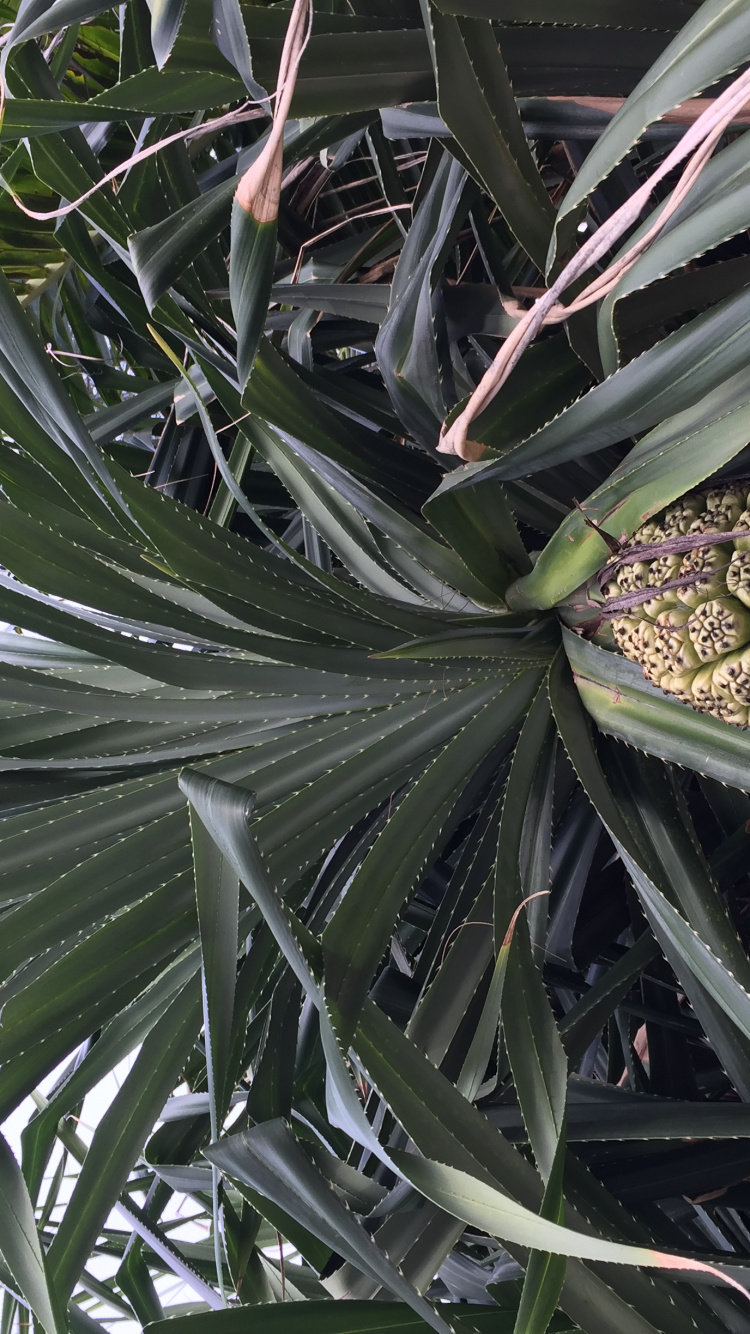 Обои лист, стебель растения, наука, биология, дневное время в разрешении 750x1334