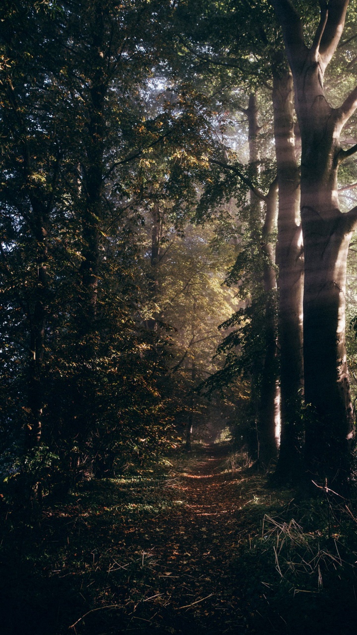 Обои лесистая местность, лес, Damaksnis, природа, старовозрастные леса в разрешении 720x1280