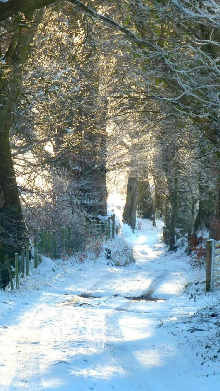 Обои зима, снег, дерево, природа, замораживание в разрешении 750x1334