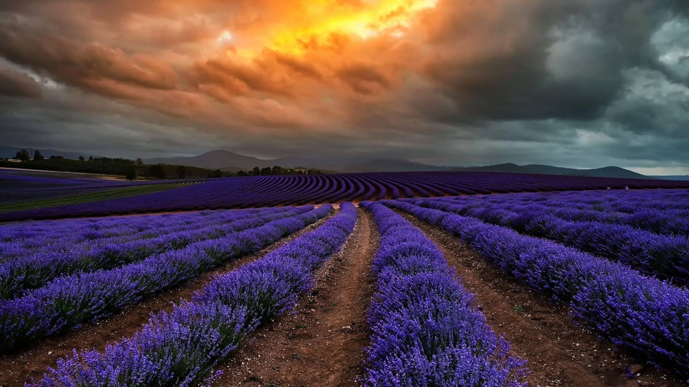 Обои Тасмания, лаванда, природа, поле, английский лаванды в разрешении 1366x768
