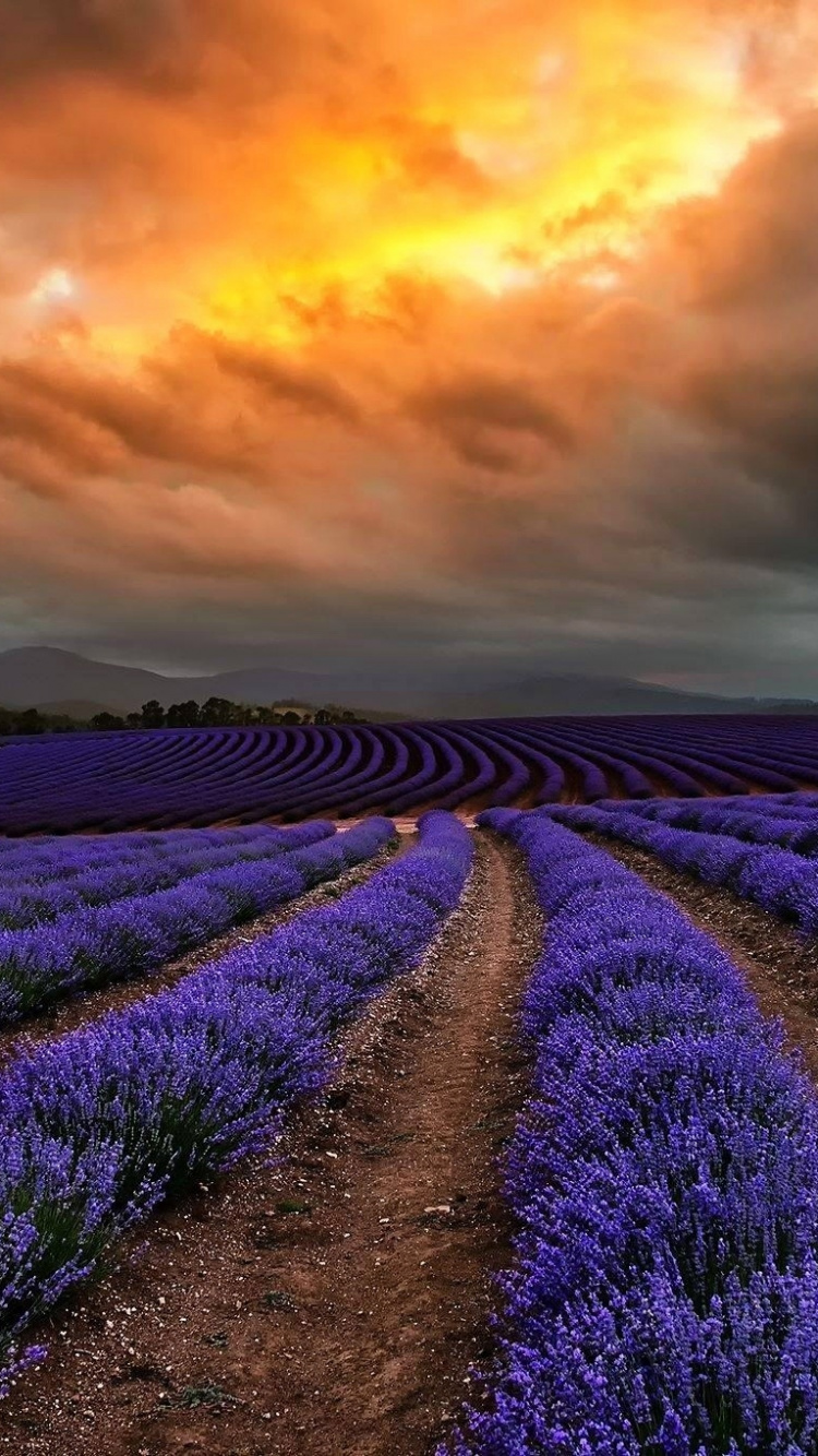 Обои Тасмания, лаванда, природа, поле, английский лаванды в разрешении 750x1334