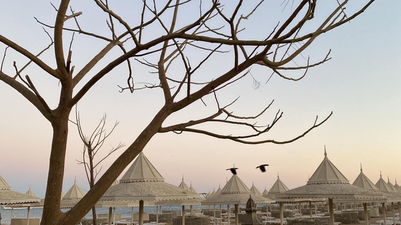 Обои дерево, физика, наука, растение, дневное время в разрешении 1280x720