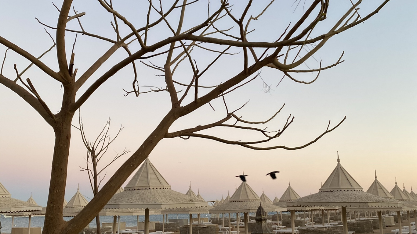 Обои дерево, физика, наука, растение, дневное время в разрешении 1366x768