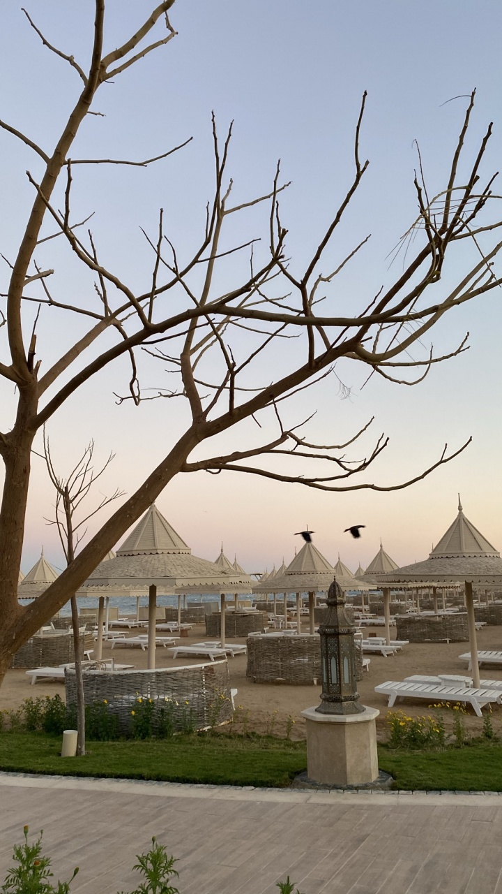 Обои дерево, физика, наука, растение, дневное время в разрешении 720x1280