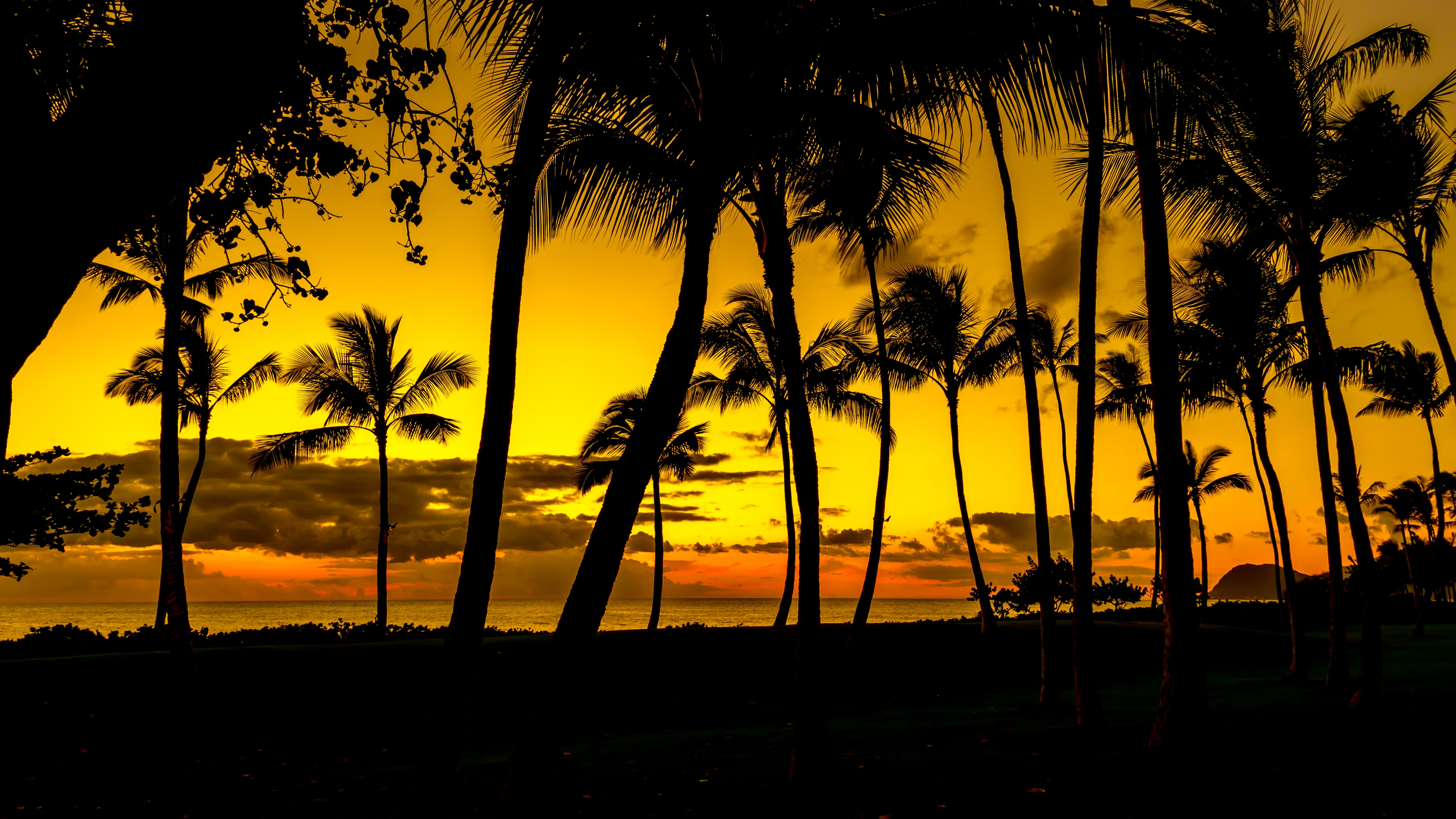 Обои дерево, закат, Пальма, восход солнца, растение в разрешении 3840x2160