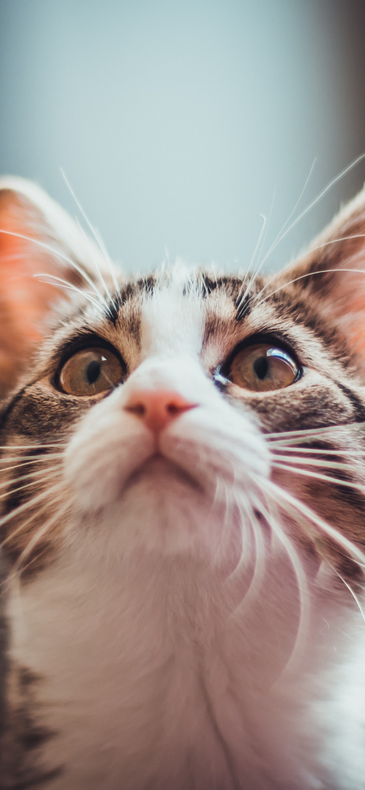 Обои кошачья эстетика 9 16, норвежский лесной кот, эгейская кошка, котенок, бакенбарды в разрешении 1242x2688