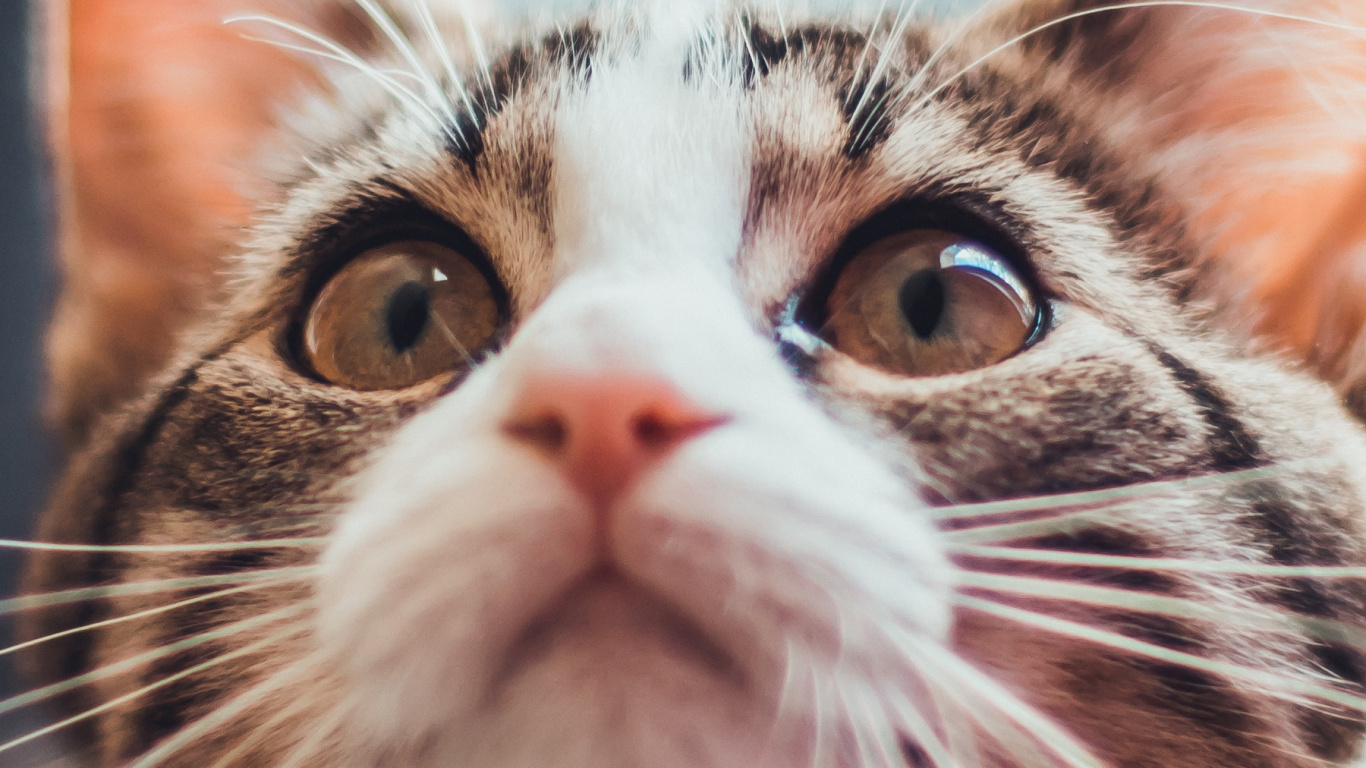 Обои кошачья эстетика 9 16, норвежский лесной кот, эгейская кошка, котенок, бакенбарды в разрешении 1366x768