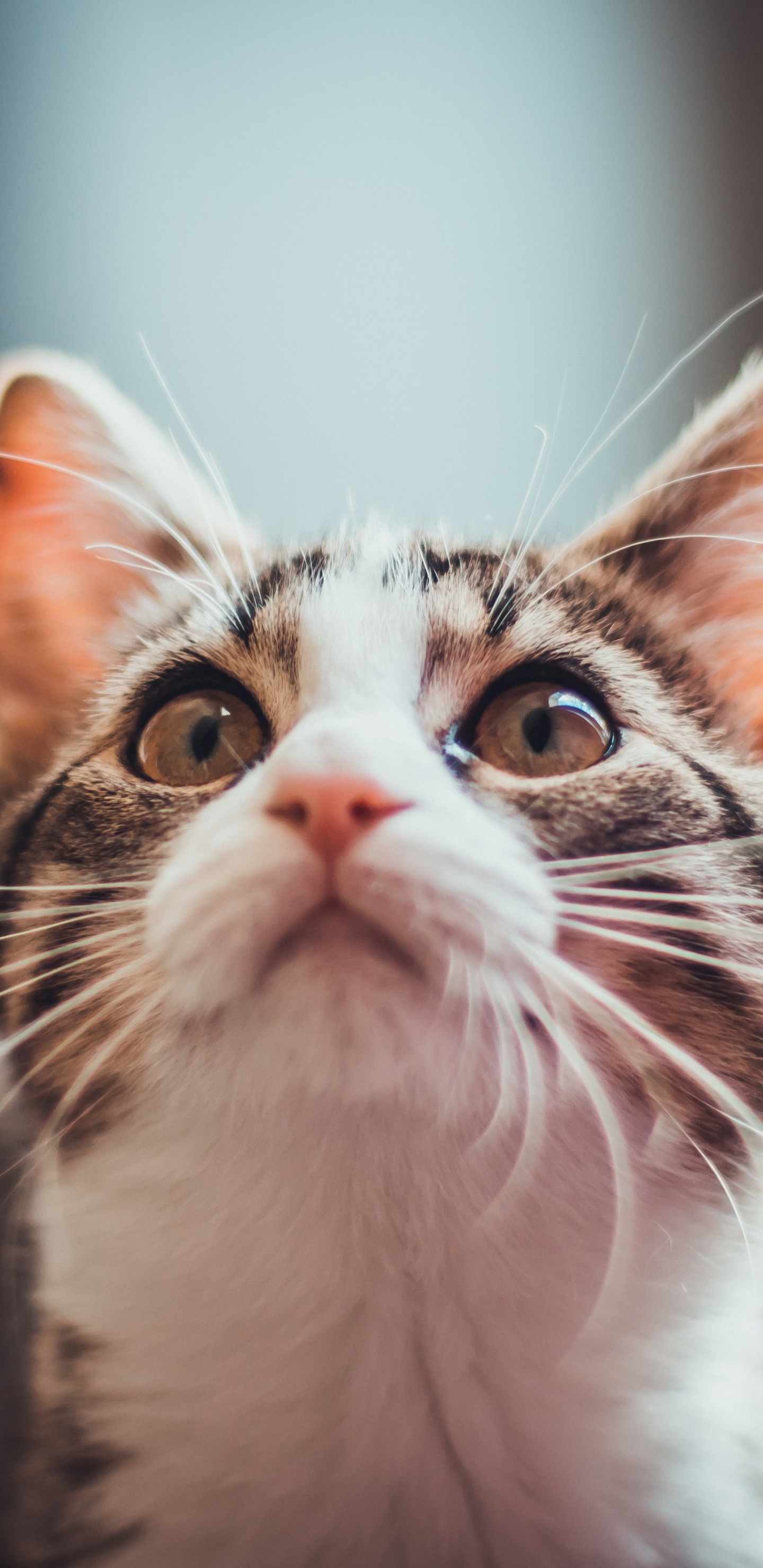 Обои кошачья эстетика 9 16, норвежский лесной кот, эгейская кошка, котенок, бакенбарды в разрешении 1440x2960