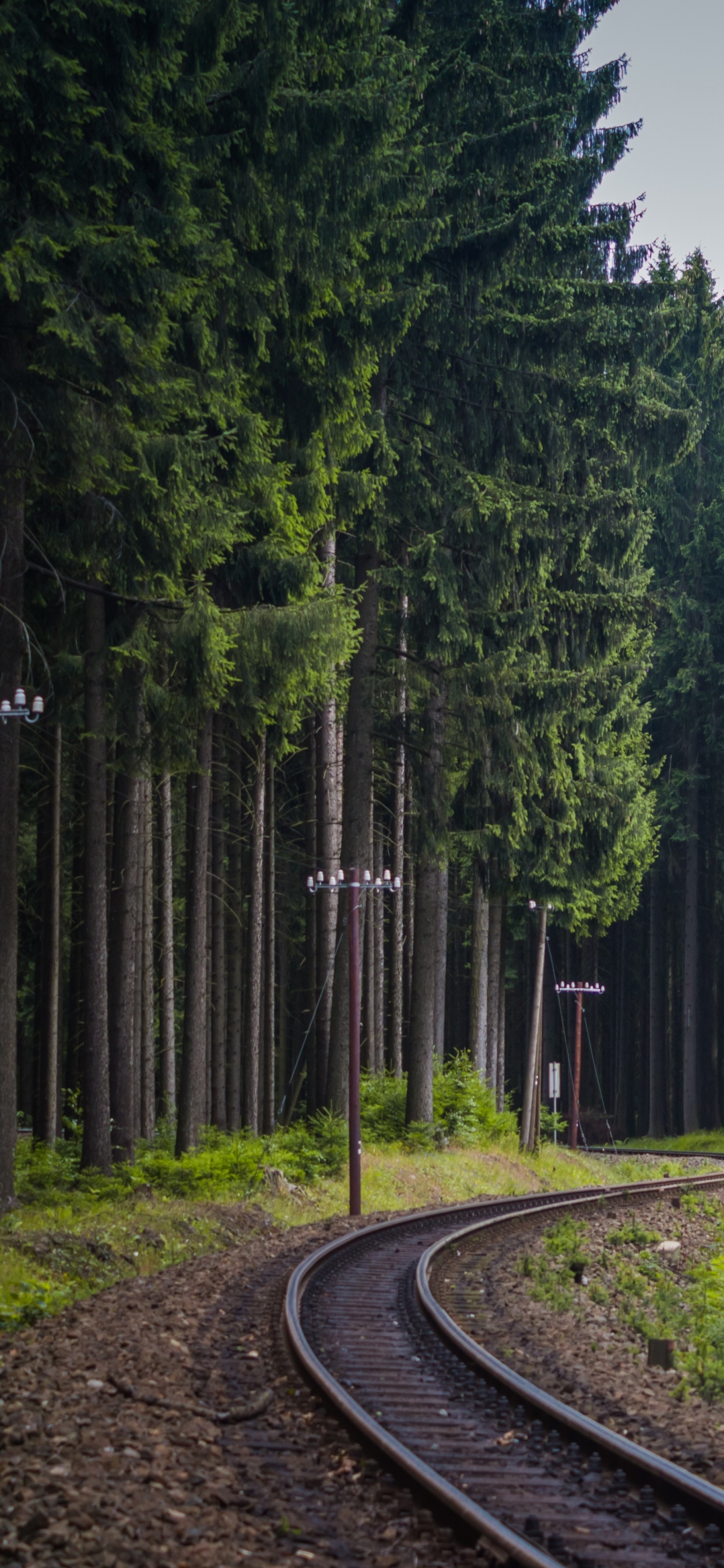 Обои Лес железная дорога, железнодорожный транспорт, поезд, трек, дерево в разрешении 1242x2688