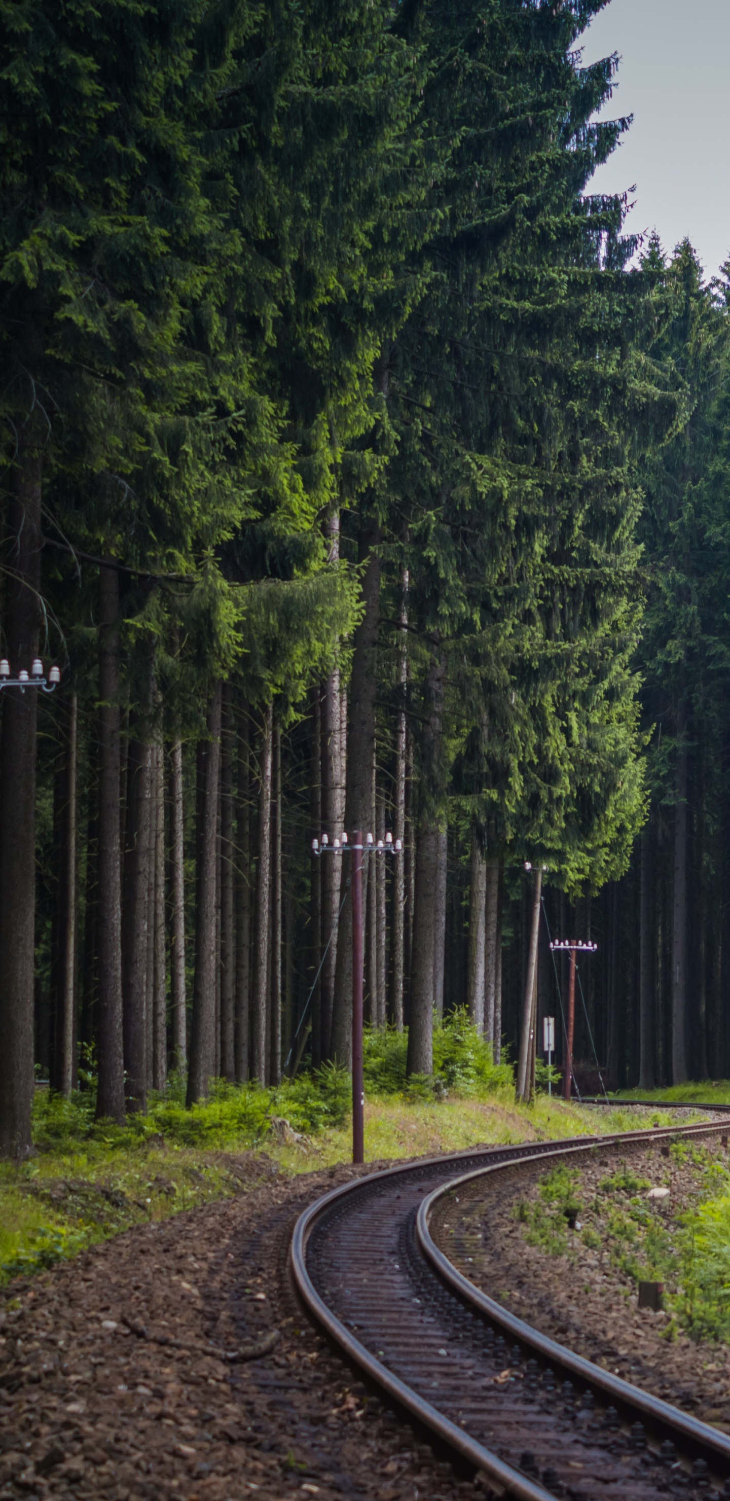 Обои Лес железная дорога, железнодорожный транспорт, поезд, трек, дерево в разрешении 1440x2960