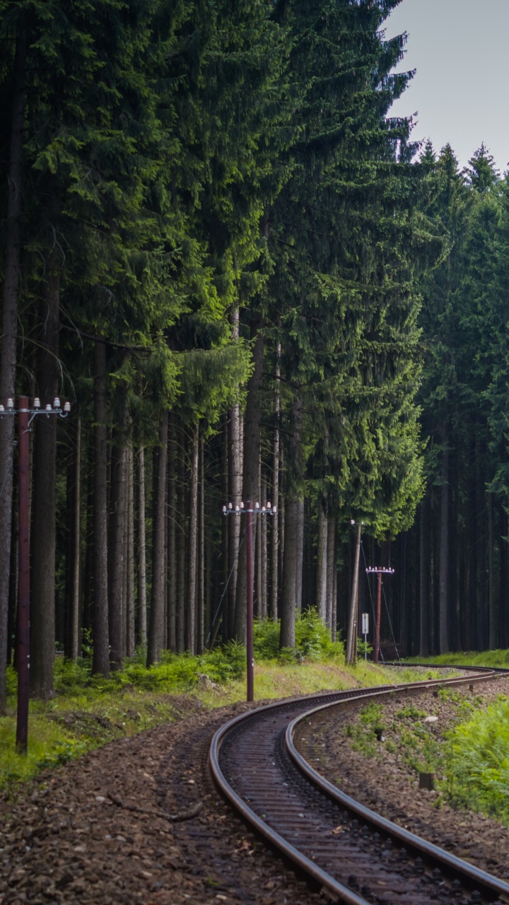Обои Лес железная дорога, железнодорожный транспорт, поезд, трек, дерево в разрешении 720x1280
