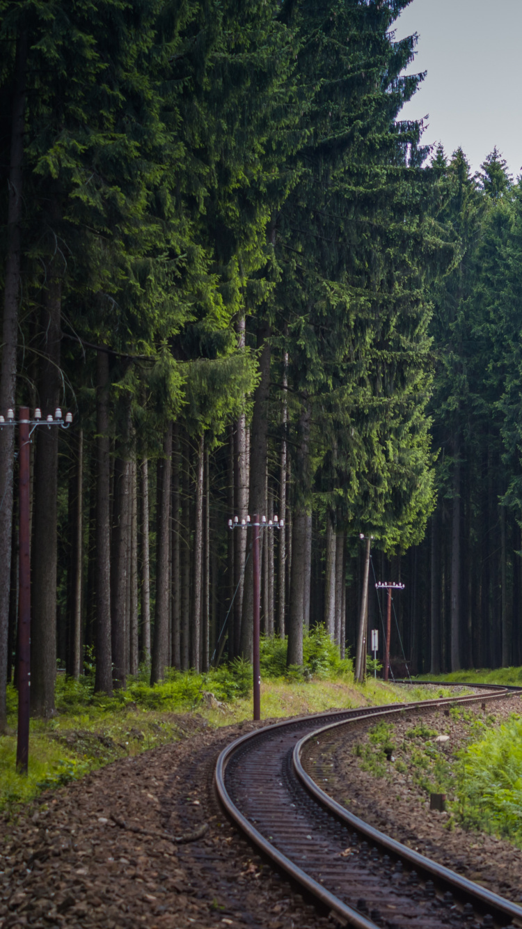 Обои Лес железная дорога, железнодорожный транспорт, поезд, трек, дерево в разрешении 750x1334