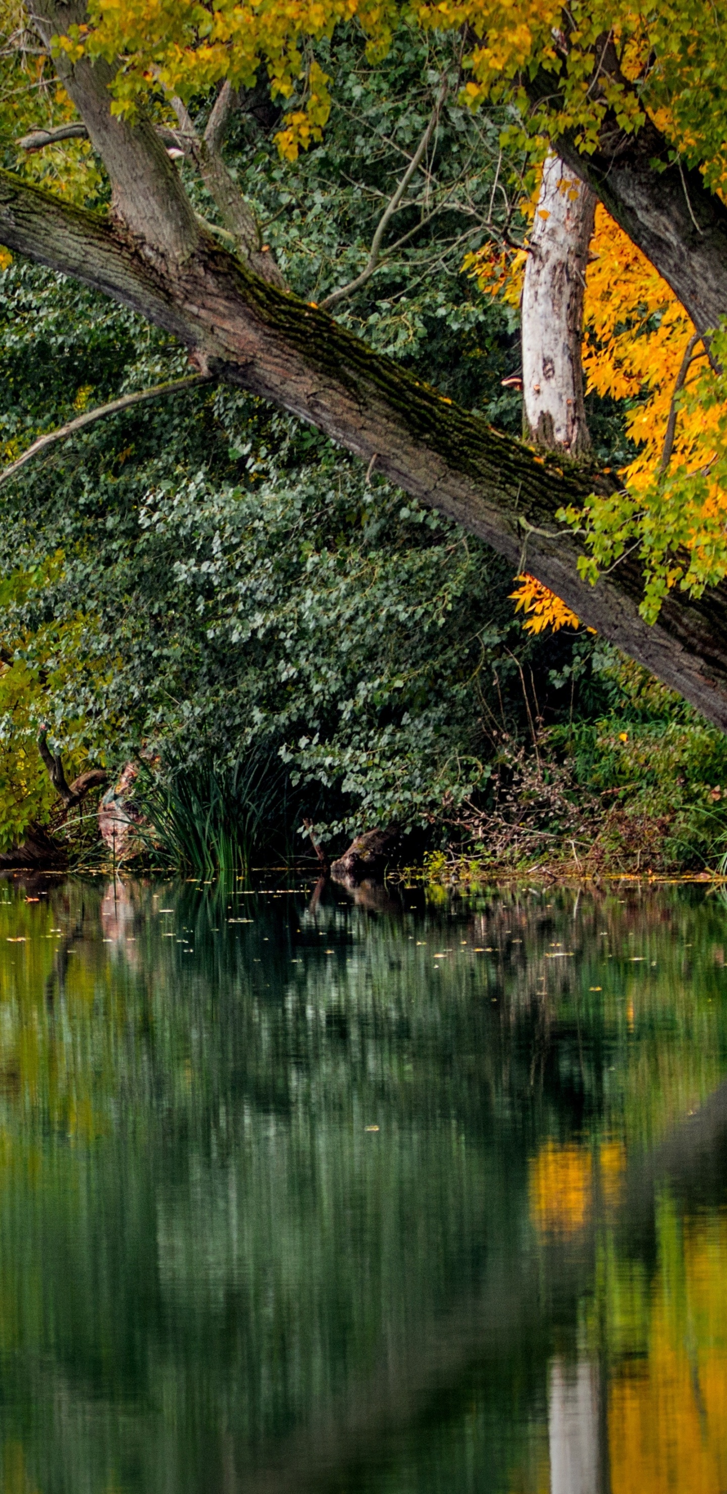 Обои отражение, дерево, природа, лист, вода в разрешении 1440x2960