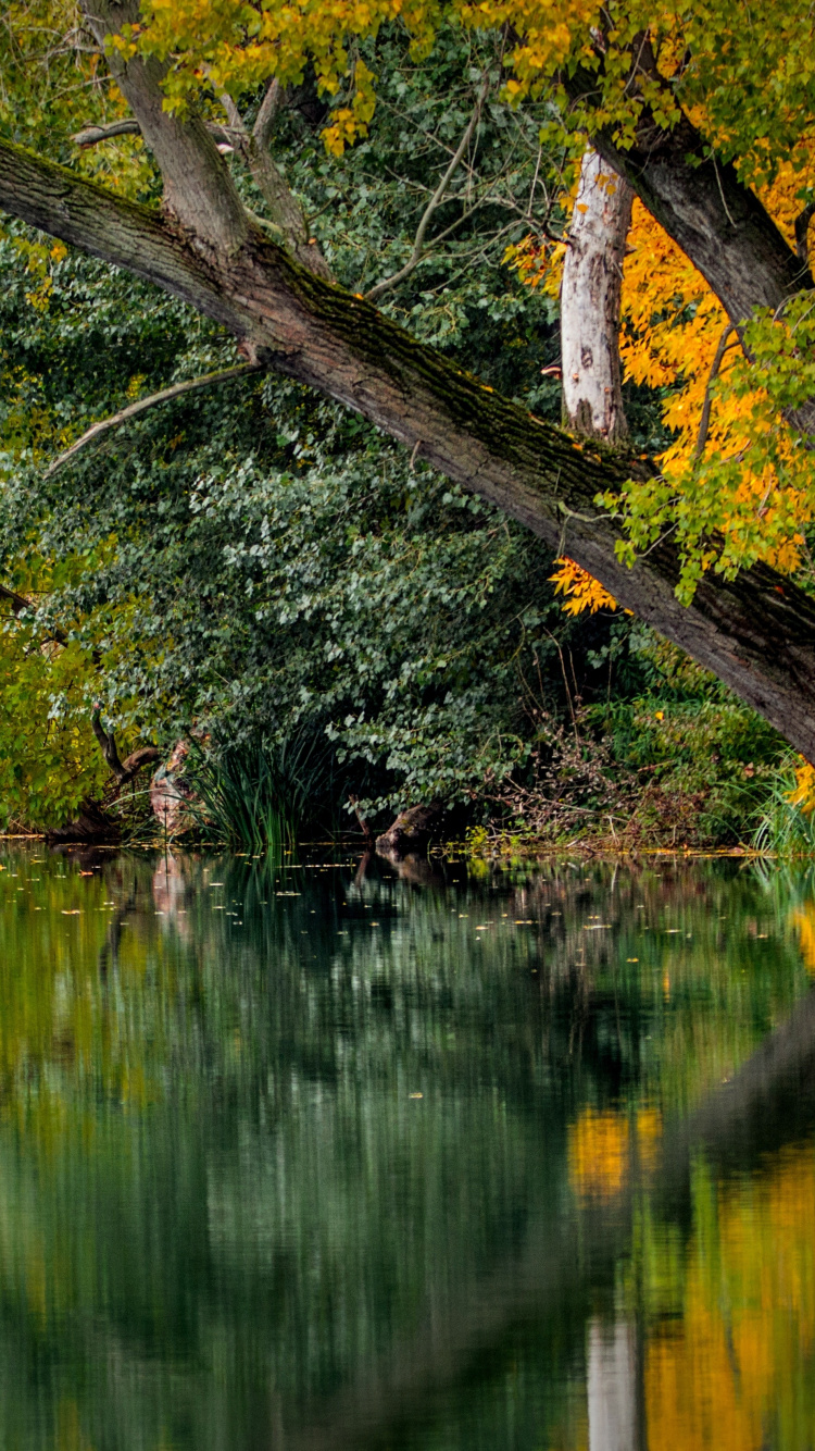 Обои отражение, дерево, природа, лист, вода в разрешении 750x1334