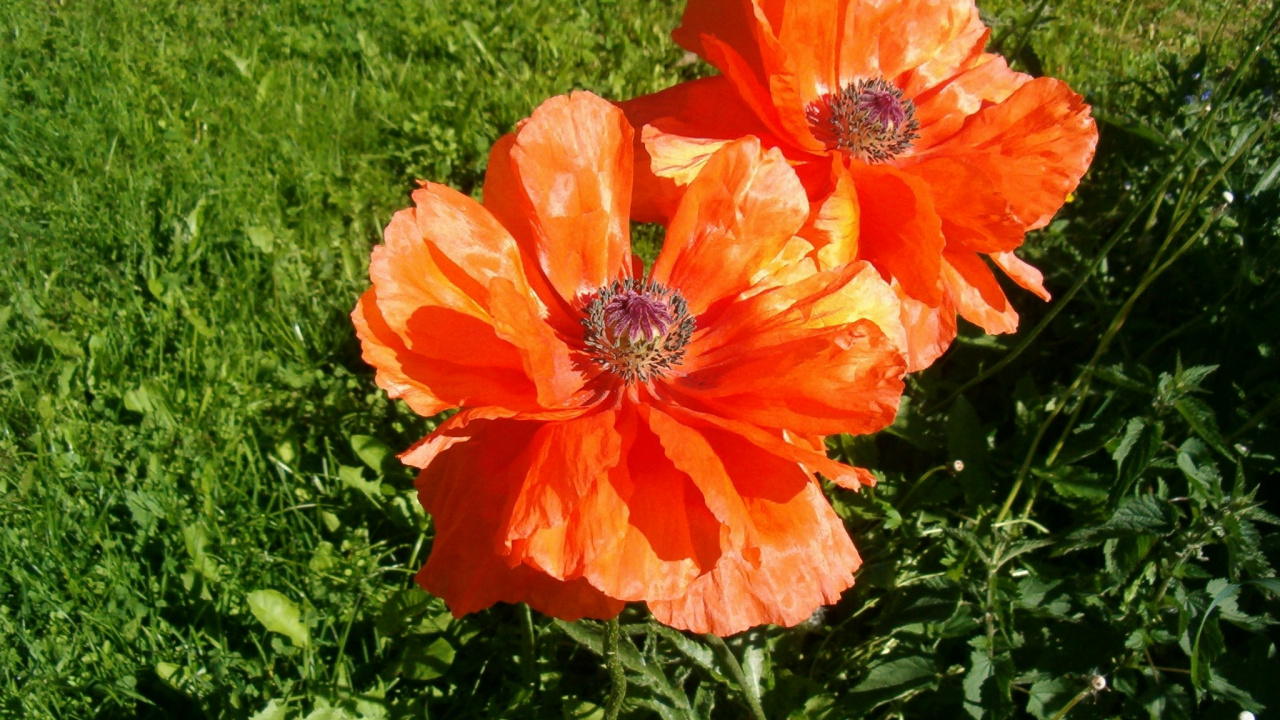 Обои цветковое растение, лепесток, семейства маковых, коклико, полевой цветок в разрешении 1280x720