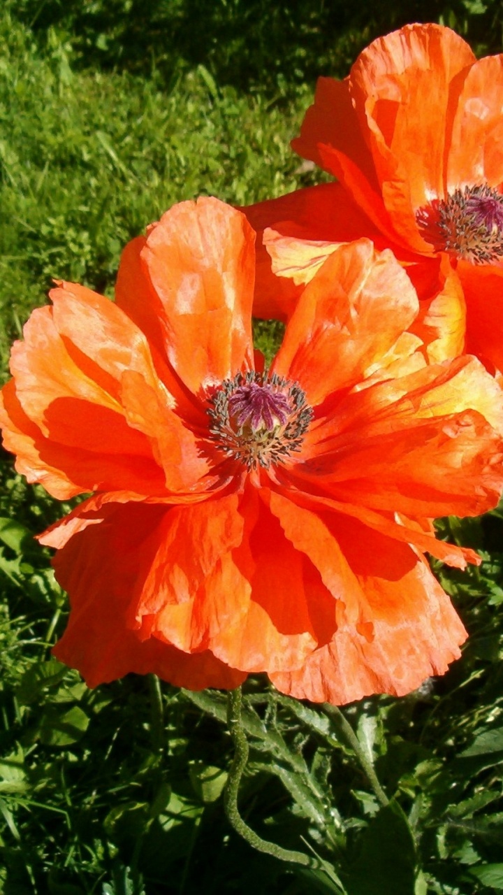 Обои цветковое растение, лепесток, семейства маковых, коклико, полевой цветок в разрешении 720x1280