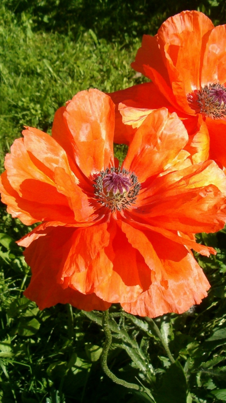 Обои цветковое растение, лепесток, семейства маковых, коклико, полевой цветок в разрешении 750x1334