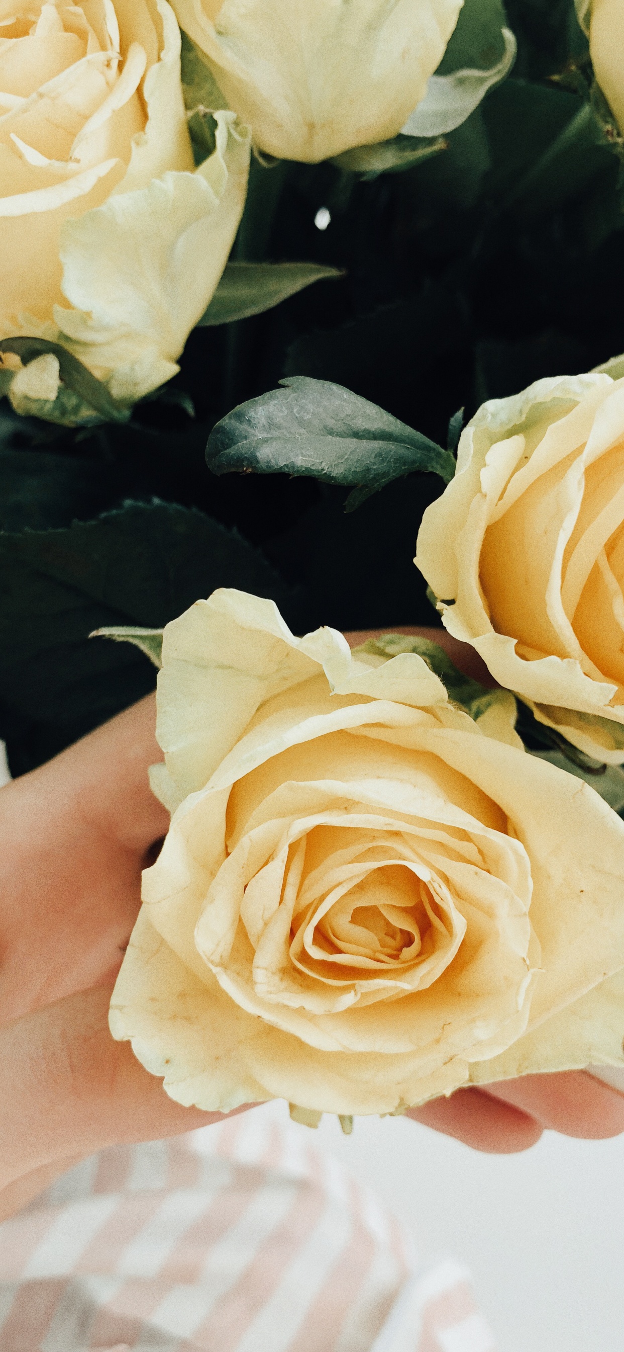 Обои сад роз, цветочный дизайн, срезанные цветы, свадьба, столистная роза в разрешении 1242x2688