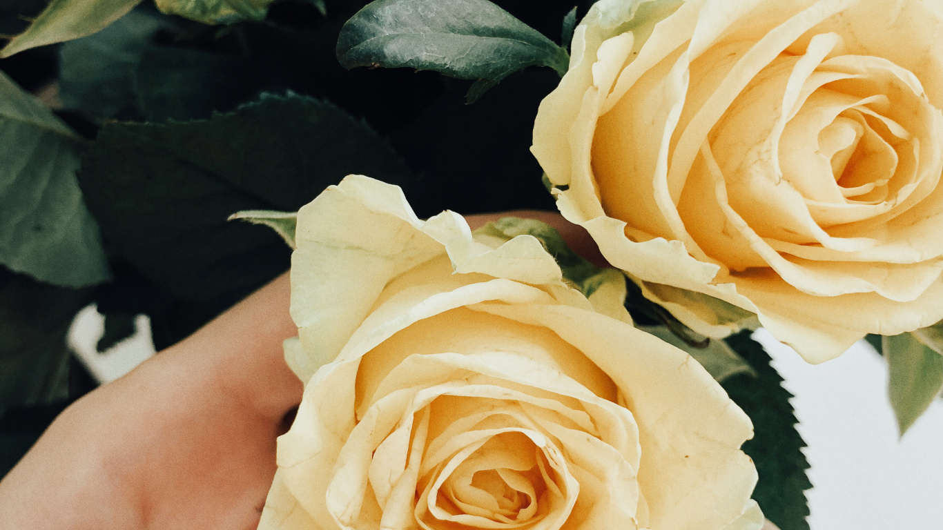 Обои сад роз, цветочный дизайн, срезанные цветы, свадьба, столистная роза в разрешении 1366x768