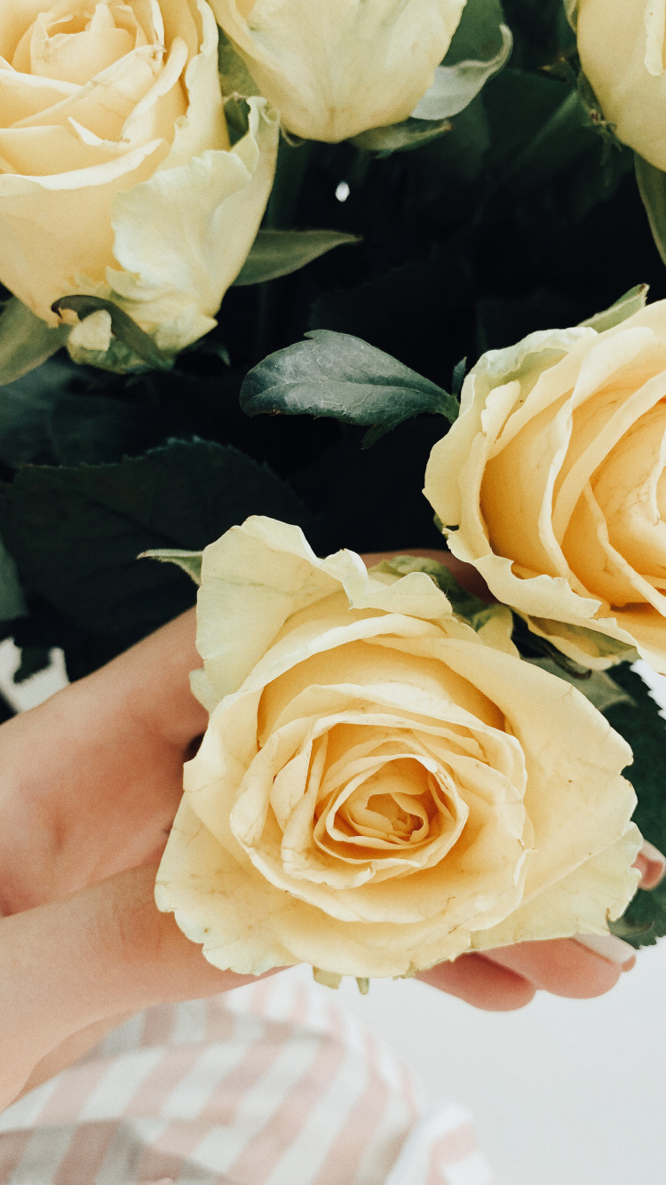 Обои сад роз, цветочный дизайн, срезанные цветы, свадьба, столистная роза в разрешении 750x1334