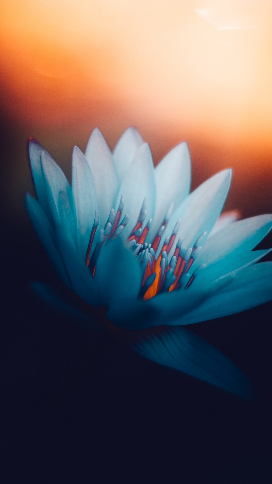 Обои водное растение, священный Лотос, растение, вода, цветок в разрешении 1080x1920