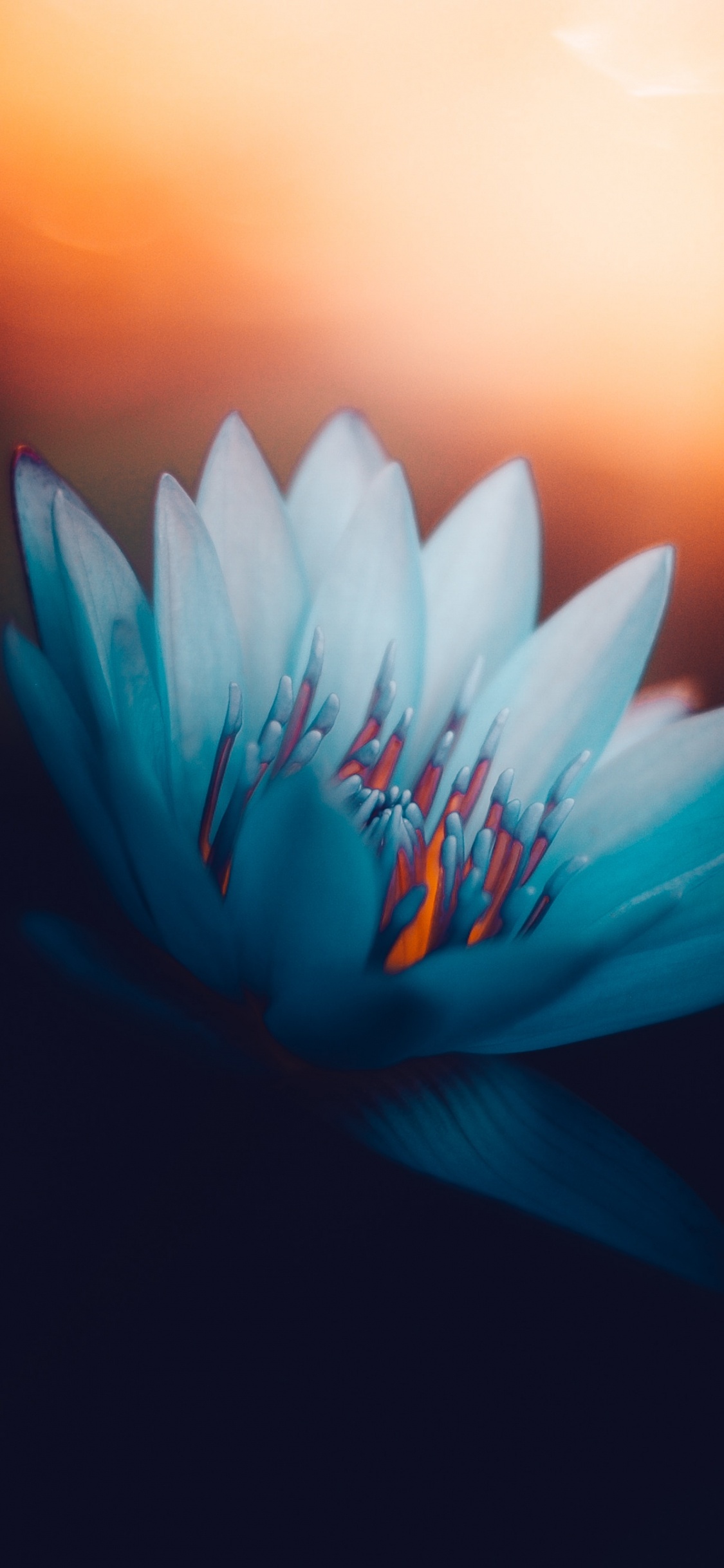 Обои водное растение, священный Лотос, растение, вода, цветок в разрешении 1125x2436