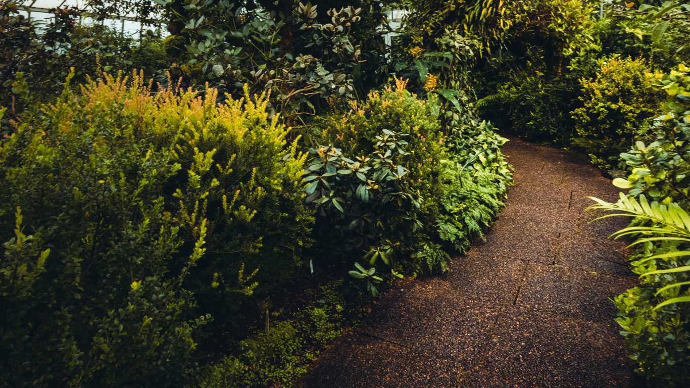 Обои растительность, дерево, растение, сад, ботаники в разрешении 1366x768