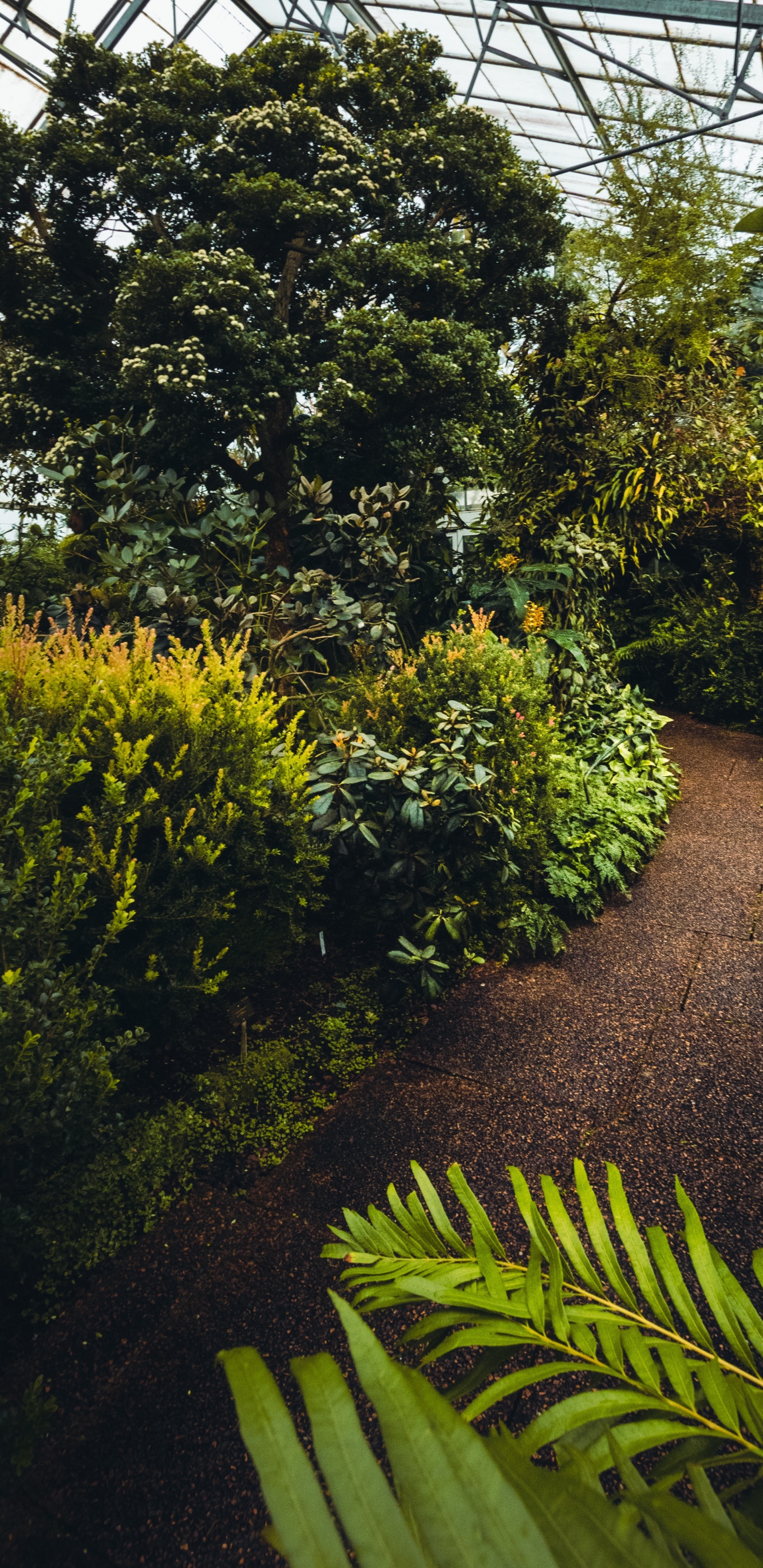 Обои растительность, дерево, растение, сад, ботаники в разрешении 1440x2960