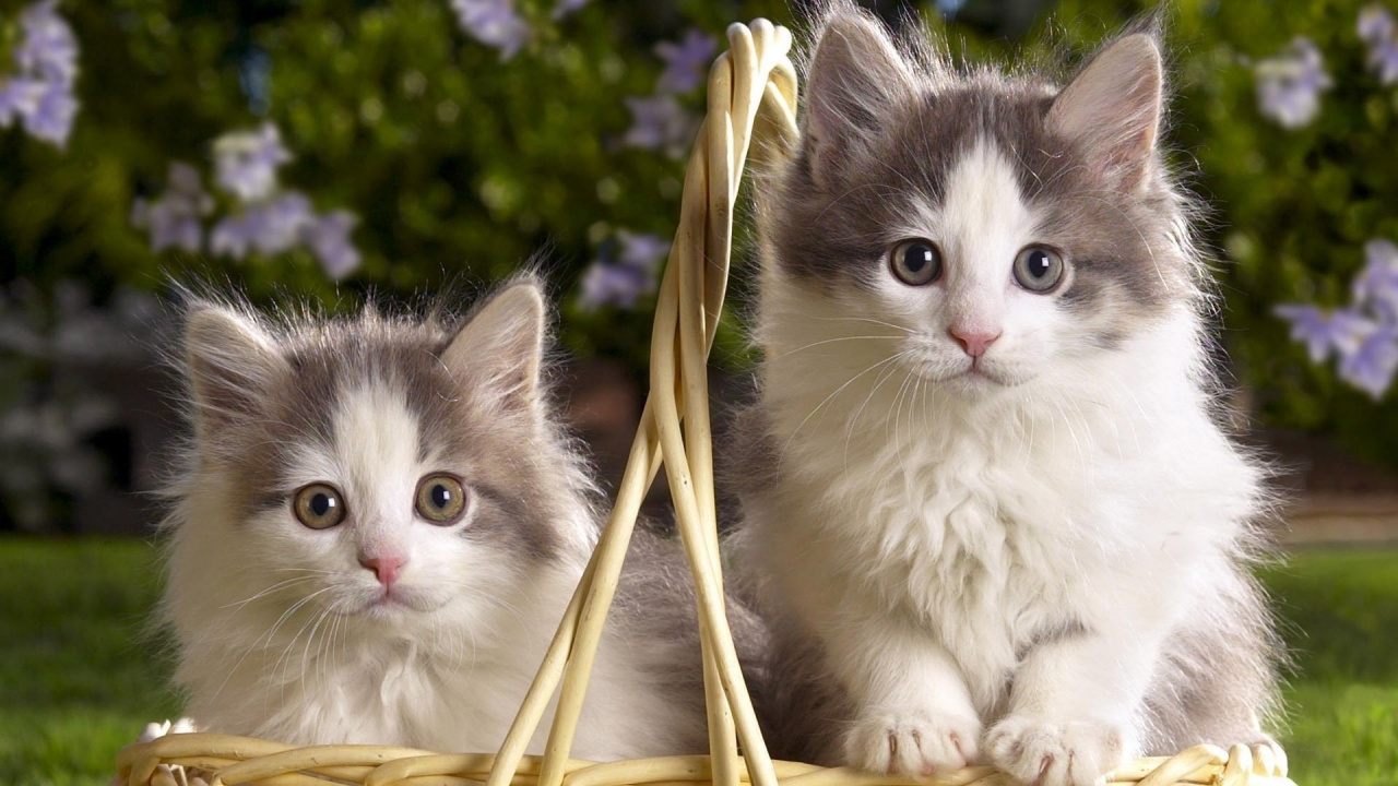 Обои котенок, привлекательность, щенок, кошки, норвежский лесной кот в разрешении 1280x720