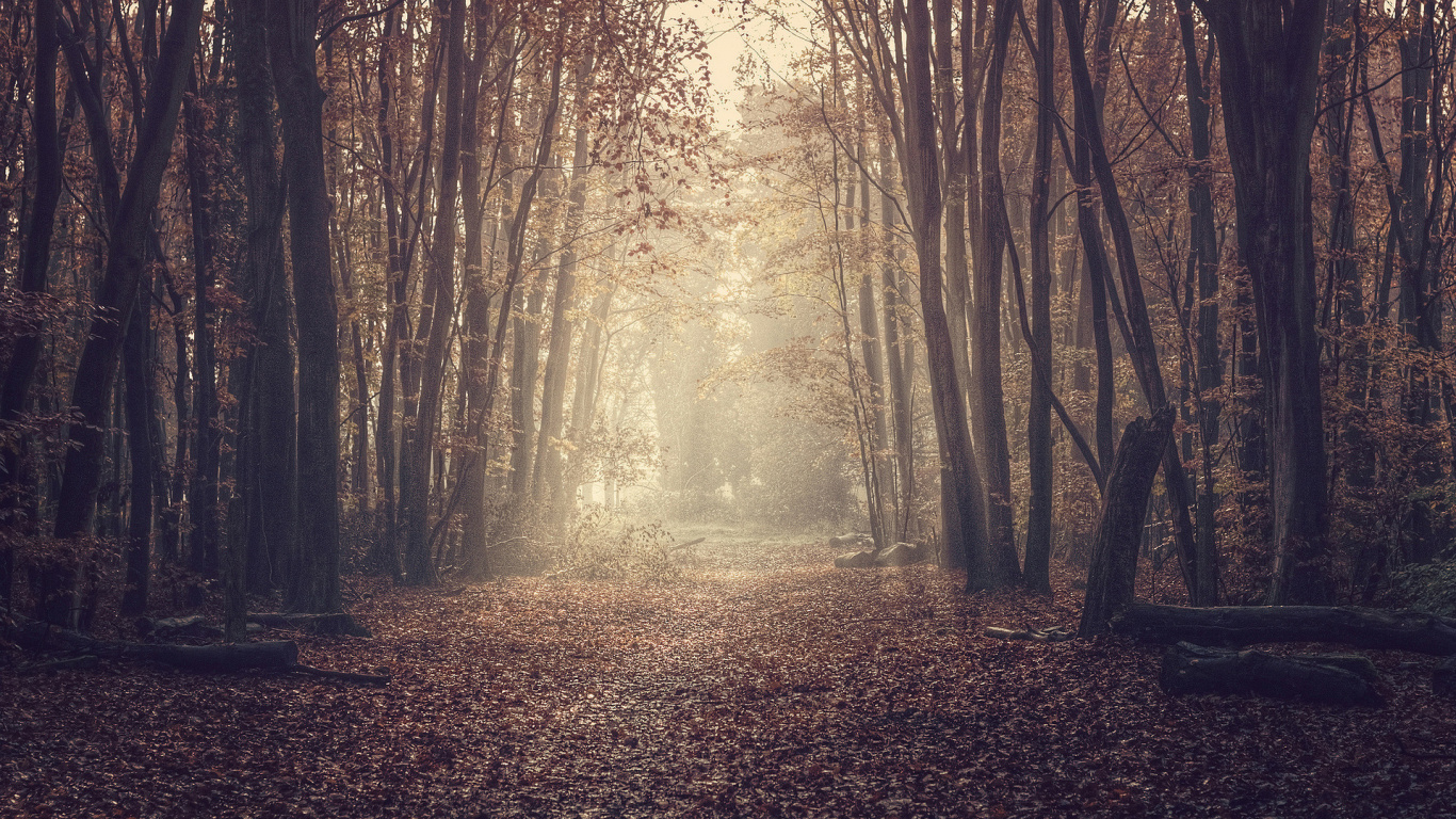 Обои дерево, лес, природа, лесистая местность, солнечный свет в разрешении 1366x768