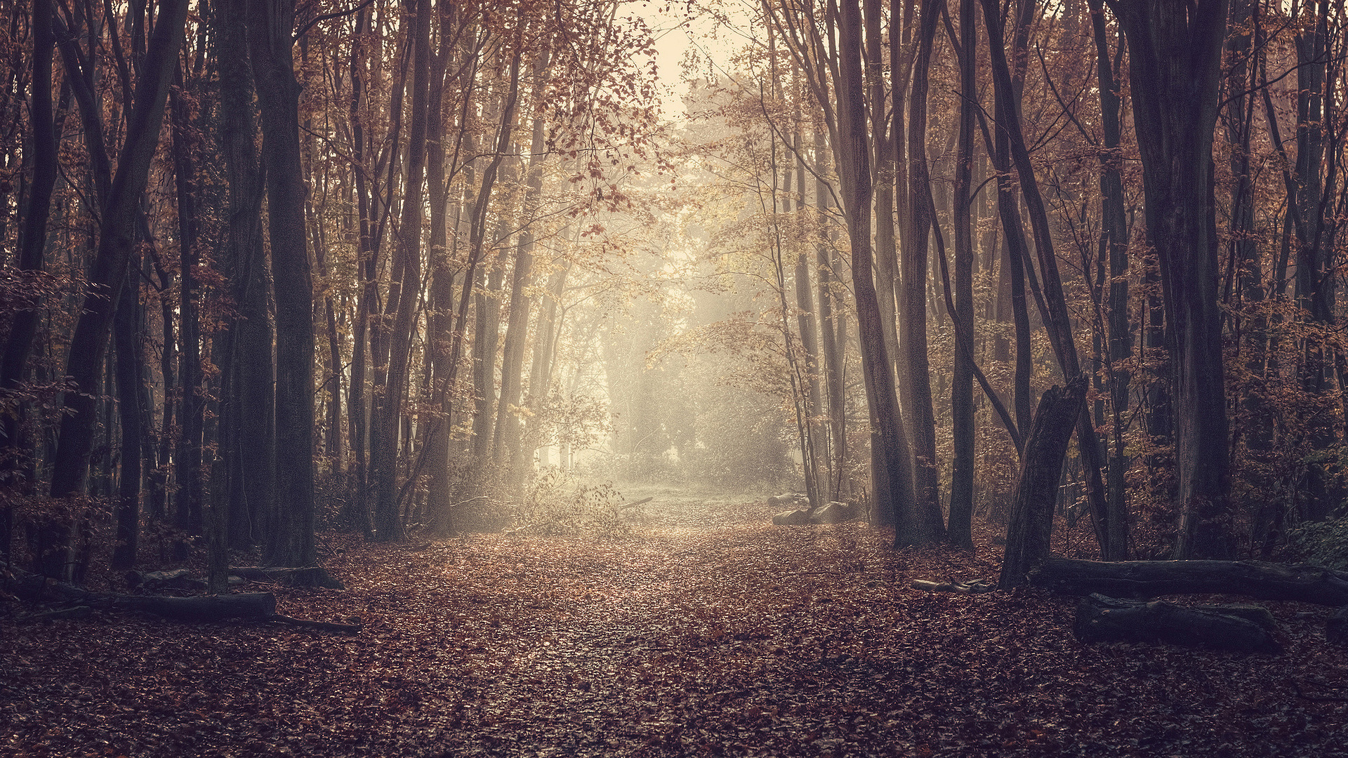 Обои дерево, лес, природа, лесистая местность, солнечный свет в разрешении 1920x1080