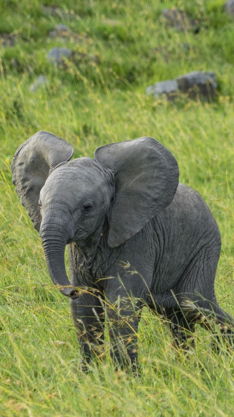 Обои Слон, растительное сообщество, экорегион, африканский слон, слоны и мамонты в разрешении 750x1334