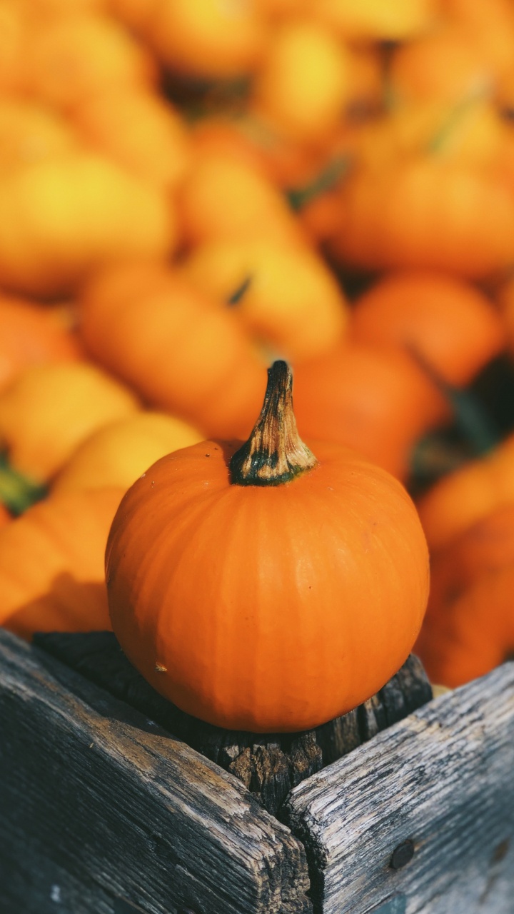 Обои тыква, Поле тыква, пища, растение, тыквенных в разрешении 720x1280