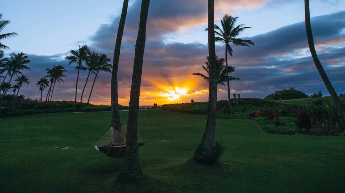 Обои дерево, Пальма, закат, восход солнца, небо в разрешении 1366x768