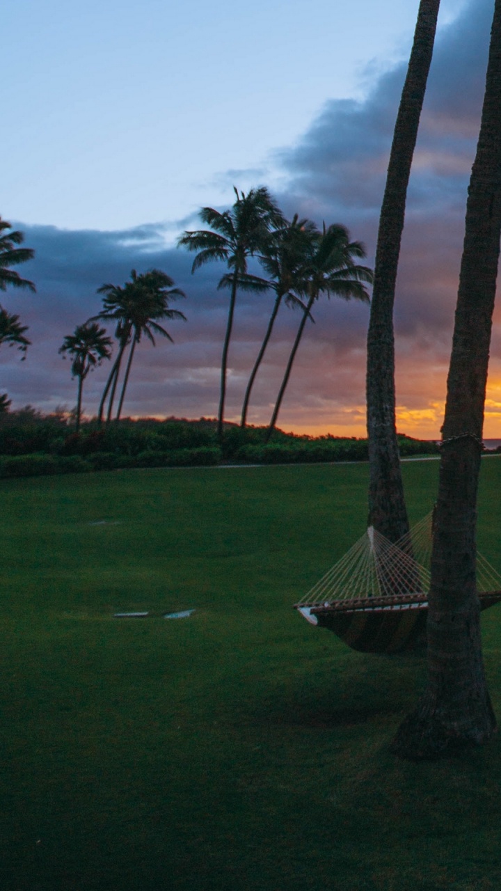 Обои дерево, Пальма, закат, восход солнца, небо в разрешении 720x1280