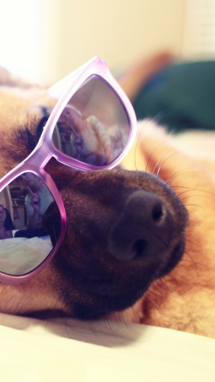 Обои щенок, морда, собака породы, питомец, животное в разрешении 720x1280