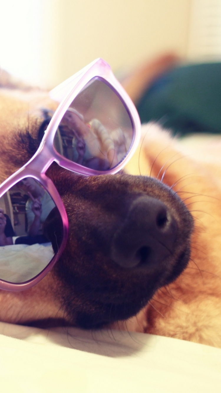 Обои щенок, морда, собака породы, питомец, животное в разрешении 750x1334