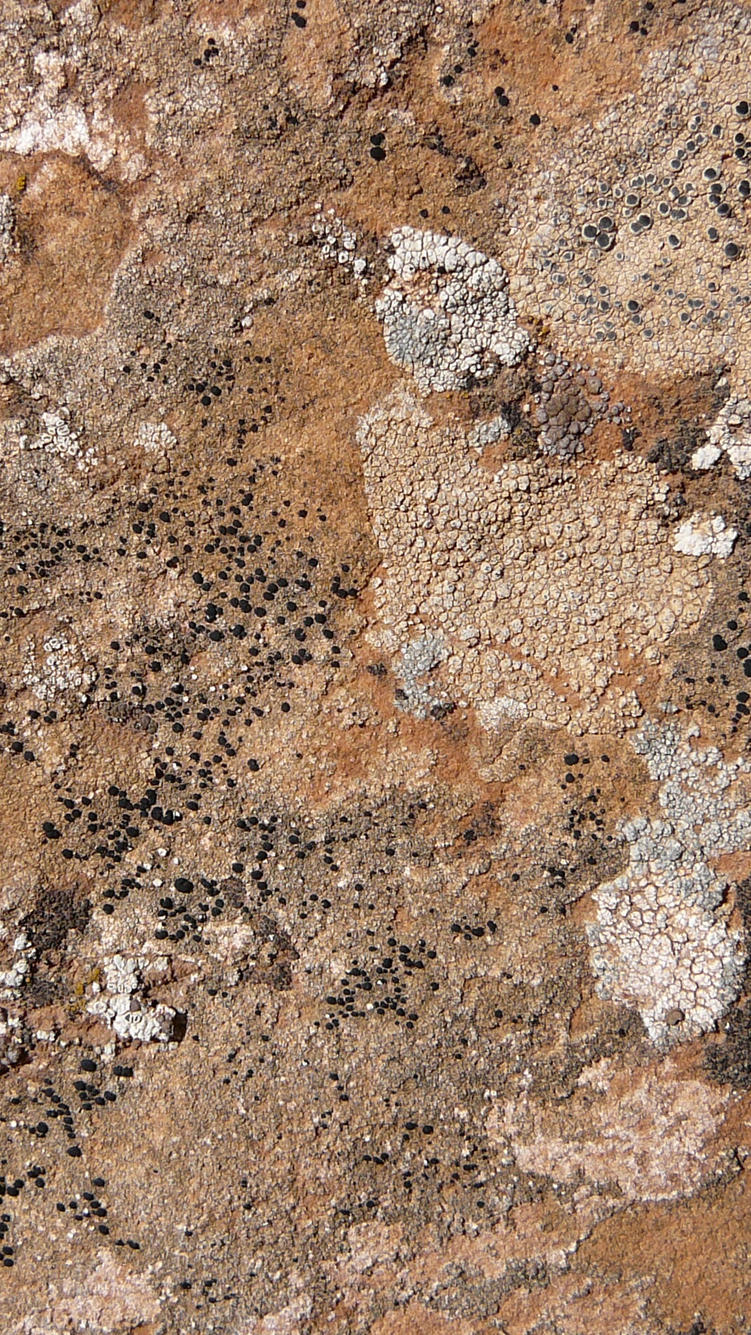 Обои почва, обнажение, рок, стена, геология в разрешении 1080x1920