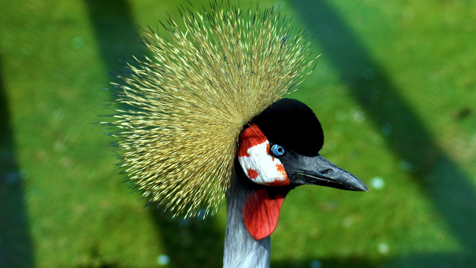 Обои птица, клюв, живая природа, попугай, кран как птица в разрешении 1920x1080