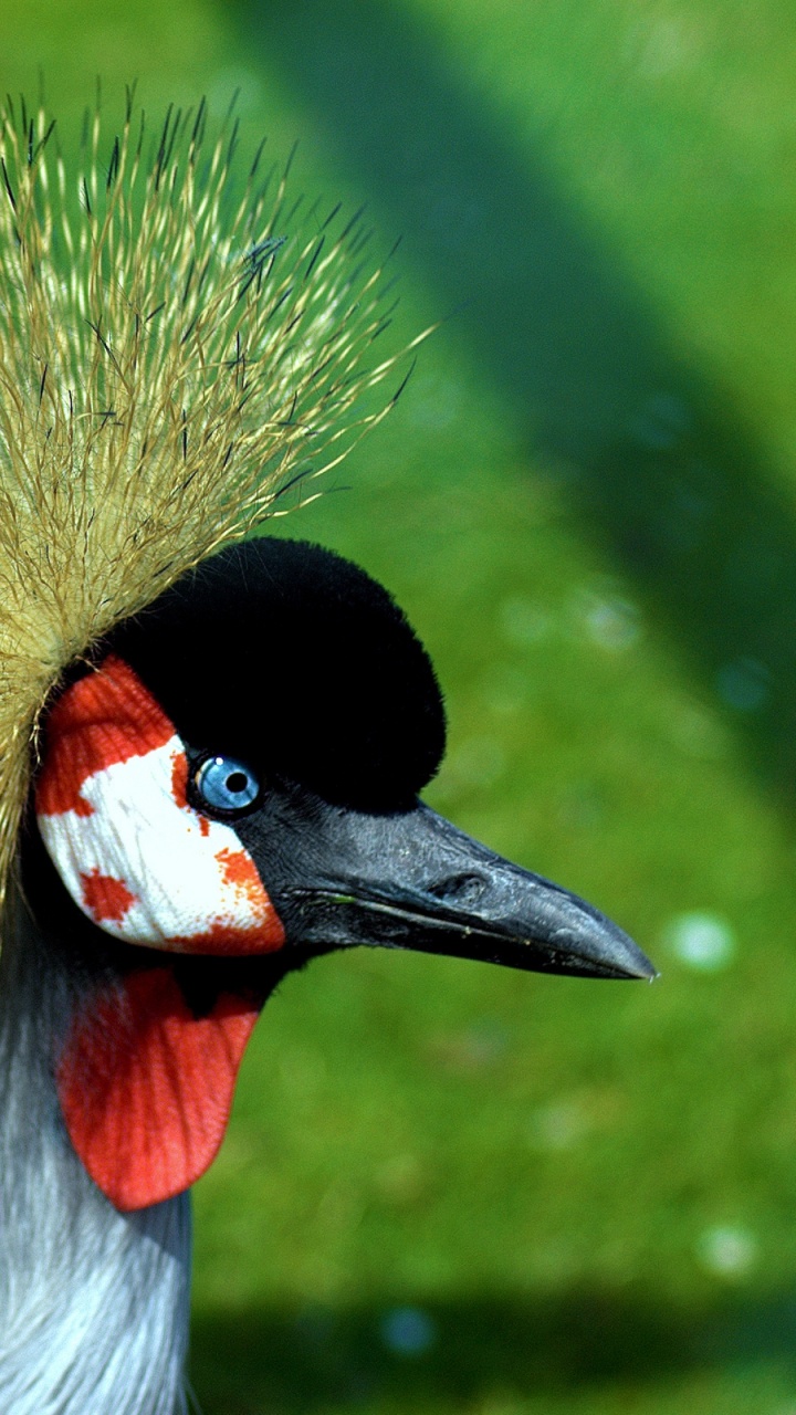 Обои птица, клюв, живая природа, попугай, кран как птица в разрешении 720x1280