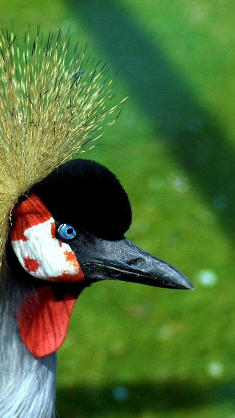 Обои птица, клюв, живая природа, попугай, кран как птица в разрешении 750x1334